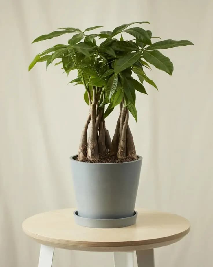 B2B plant