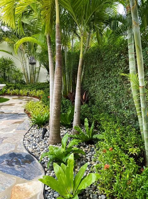 Outdoor Plants