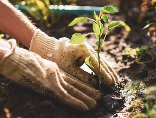 Plant Care