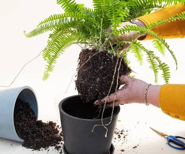 Repotting