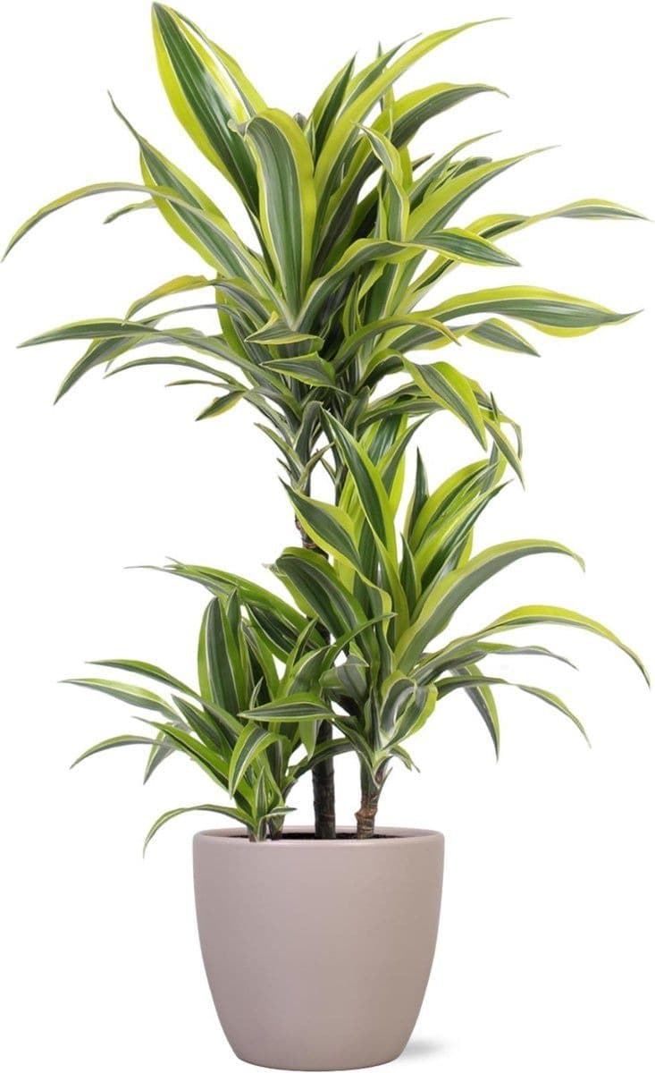 Dracena