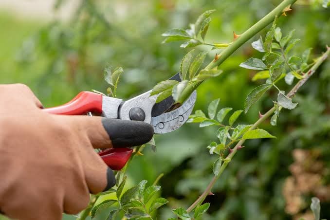 Pruning