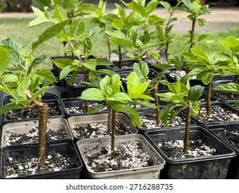 Cutting & growing