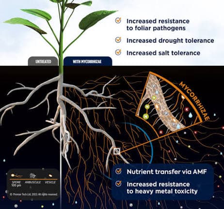 Plant nutrition