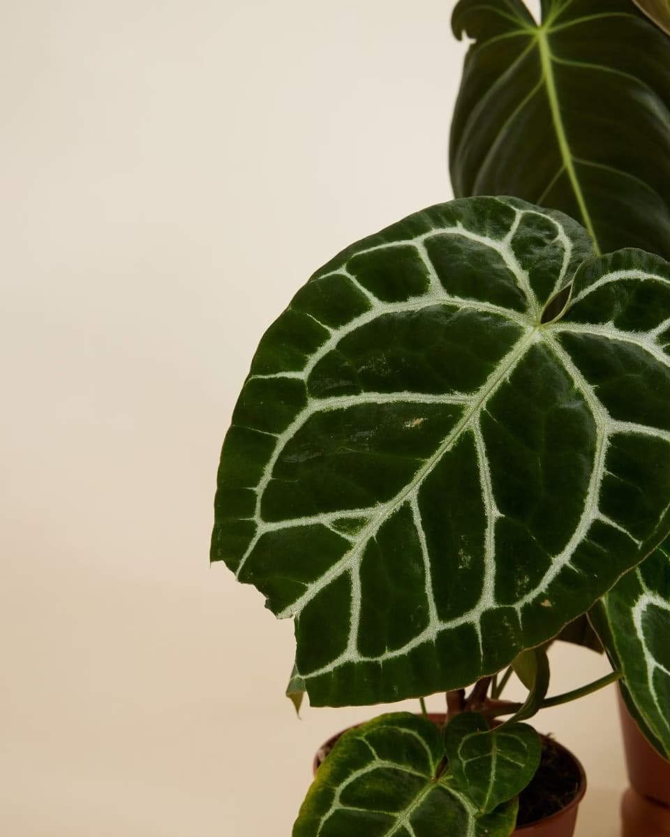 Araceae (Aroid Family)