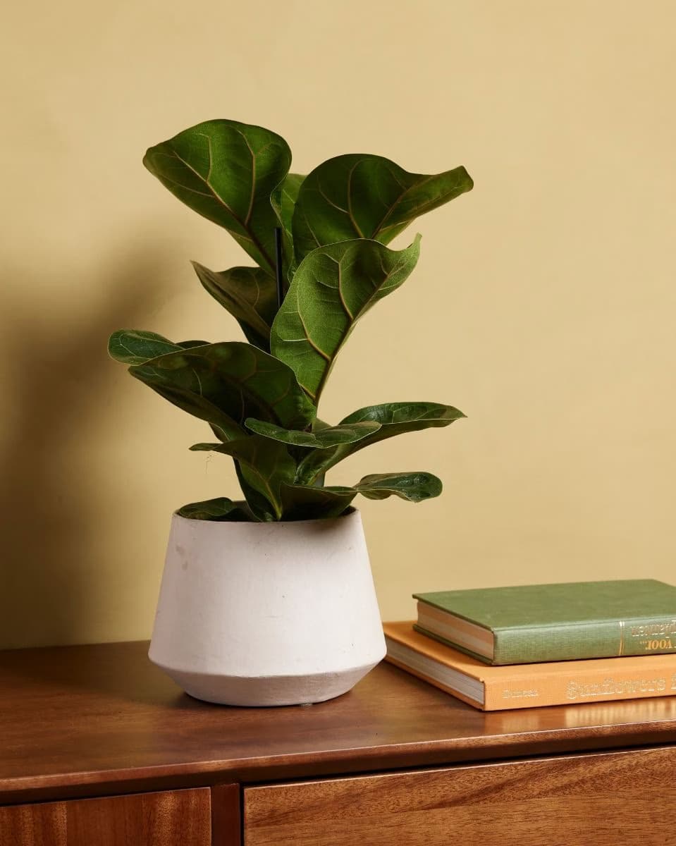 Ficus Family (Moraceae)