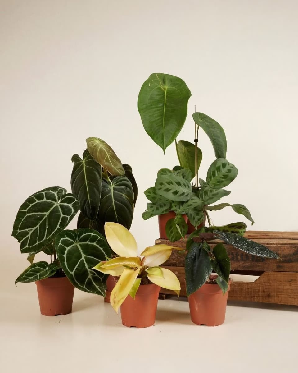 Marantaceae (Prayer-Plant Family)