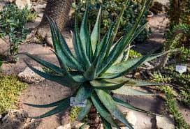 Asphodelaceae Family