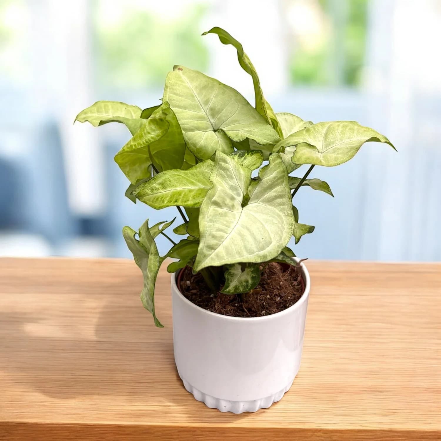 Baby Plants