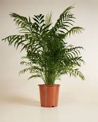 Parlor Palm
