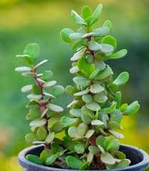 Jade Plant