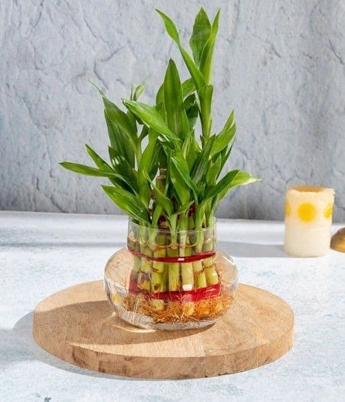 Lucky Bamboo