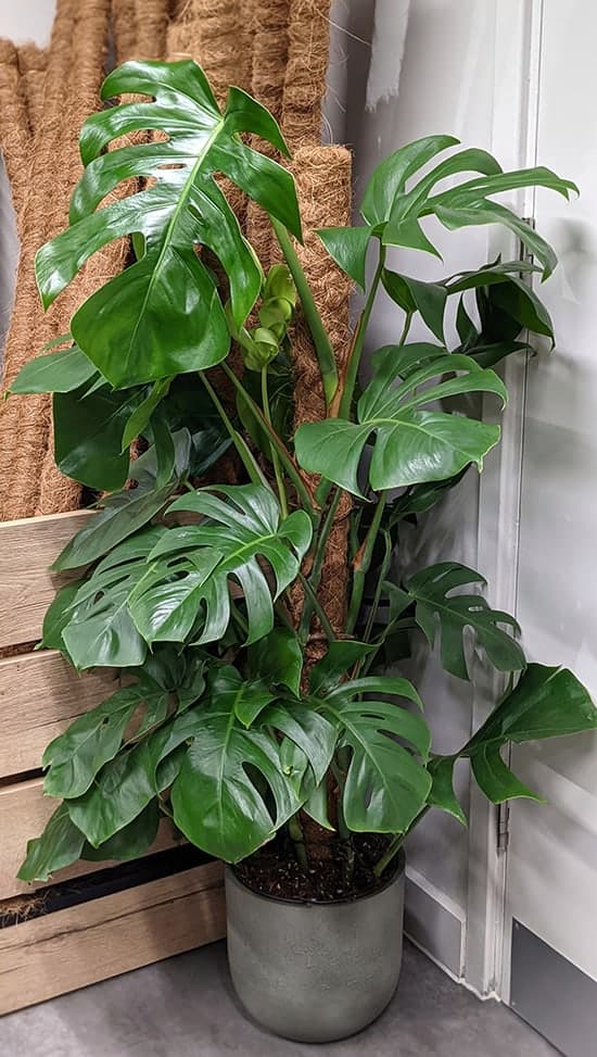 Monstera Swiss Cheese