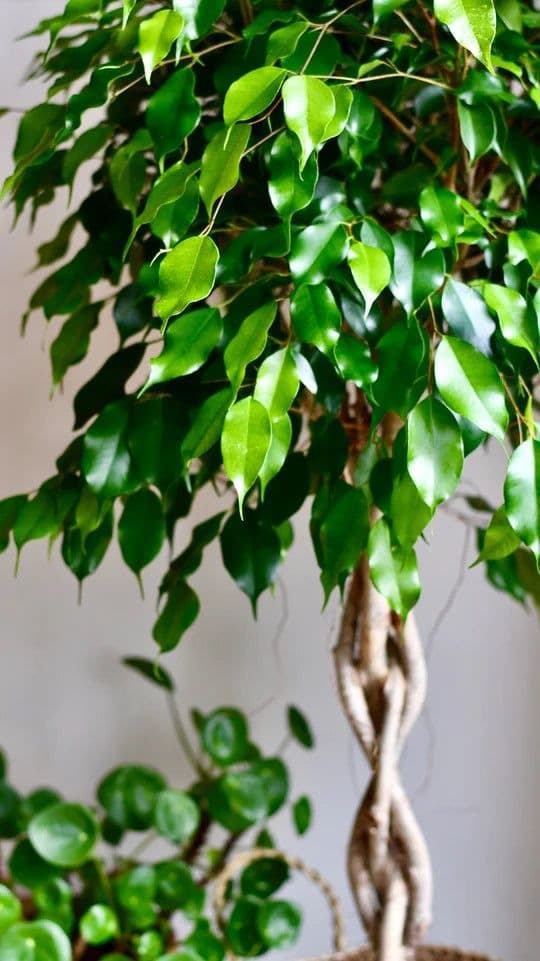 Ficus Bemjamina