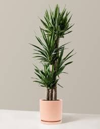 Yucca Plant