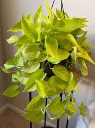 Neon Money Plant