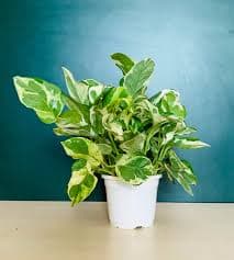 Marble Queen Money Plant