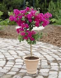 Bougainvillea