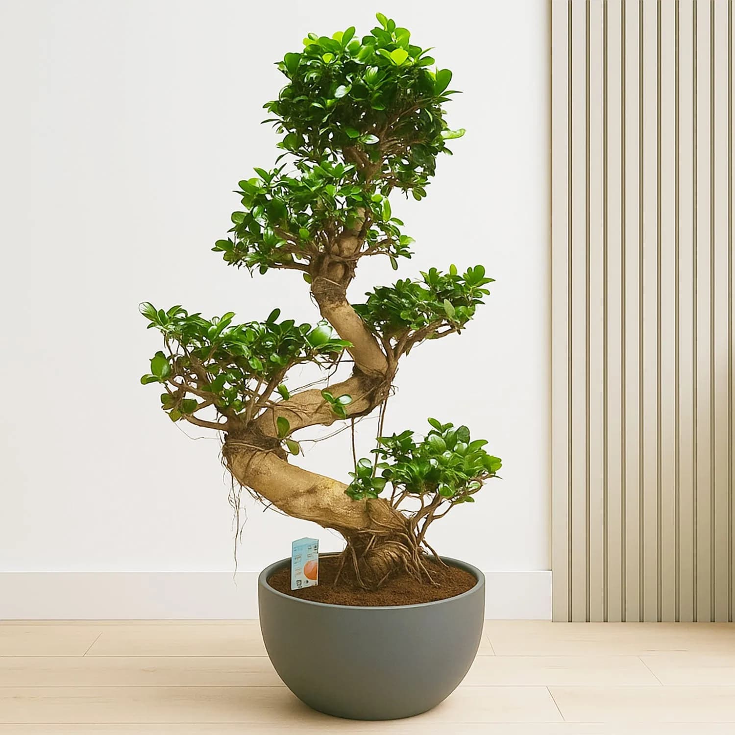Ficus Bonsai