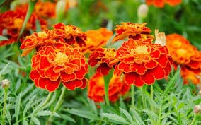 Marigold