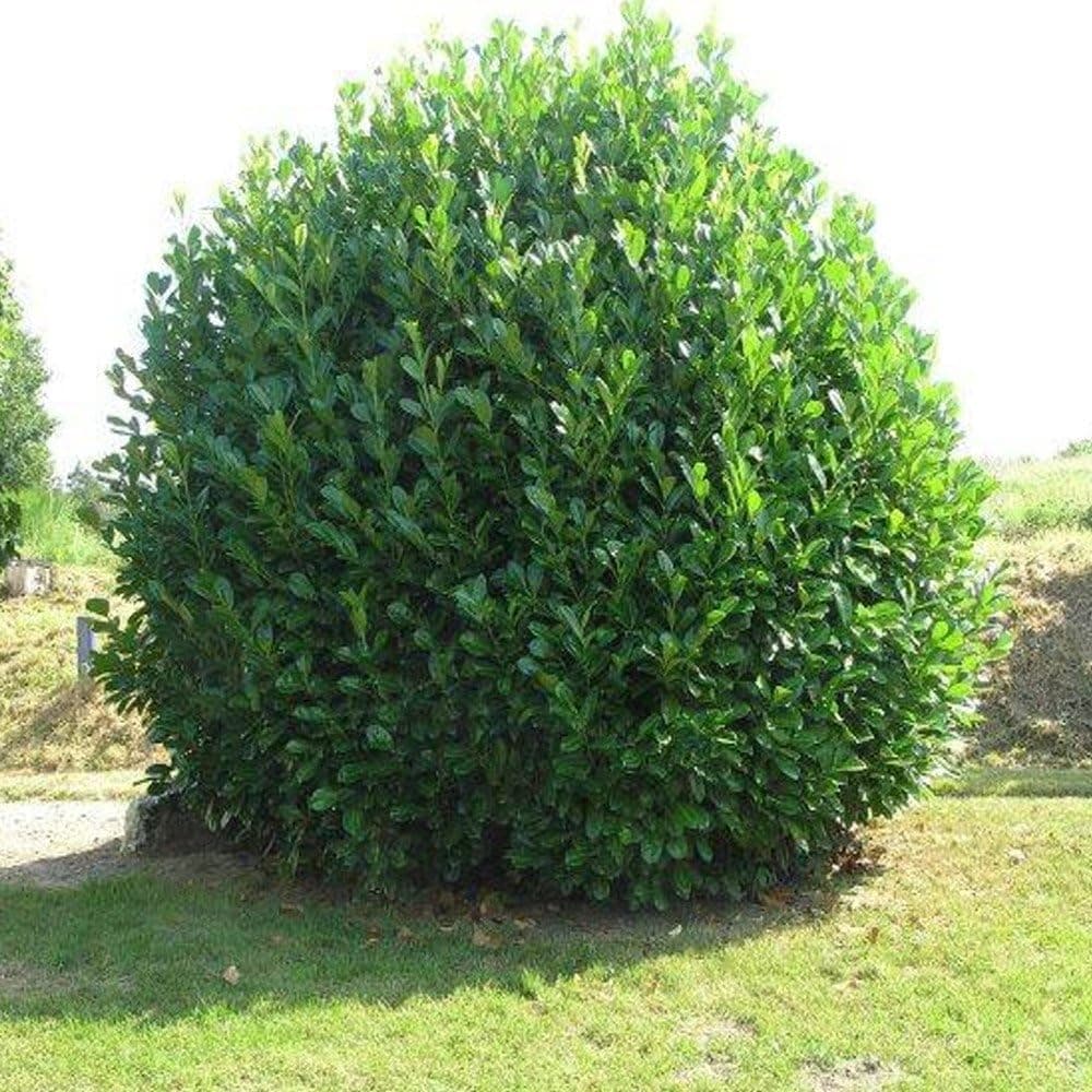 GardenersDream Cherry Laurel
