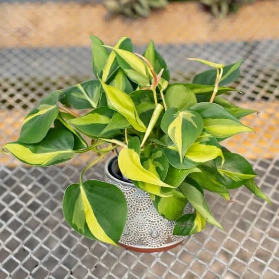 Philodendron hederaceum 'Brasil'