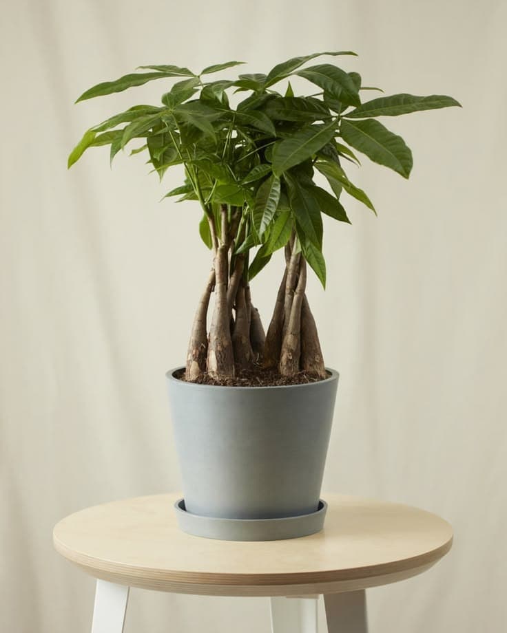 Money Tree