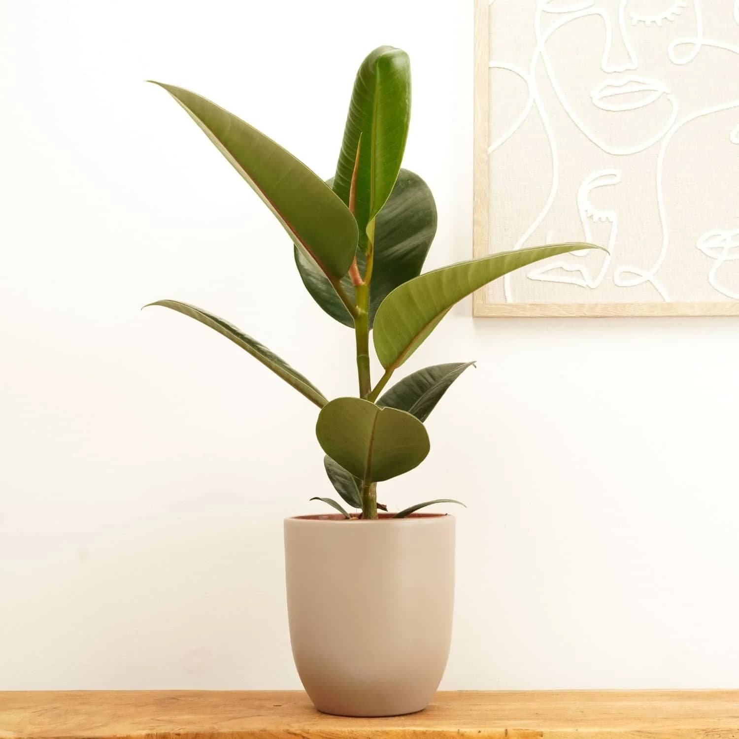 Rubber Plant