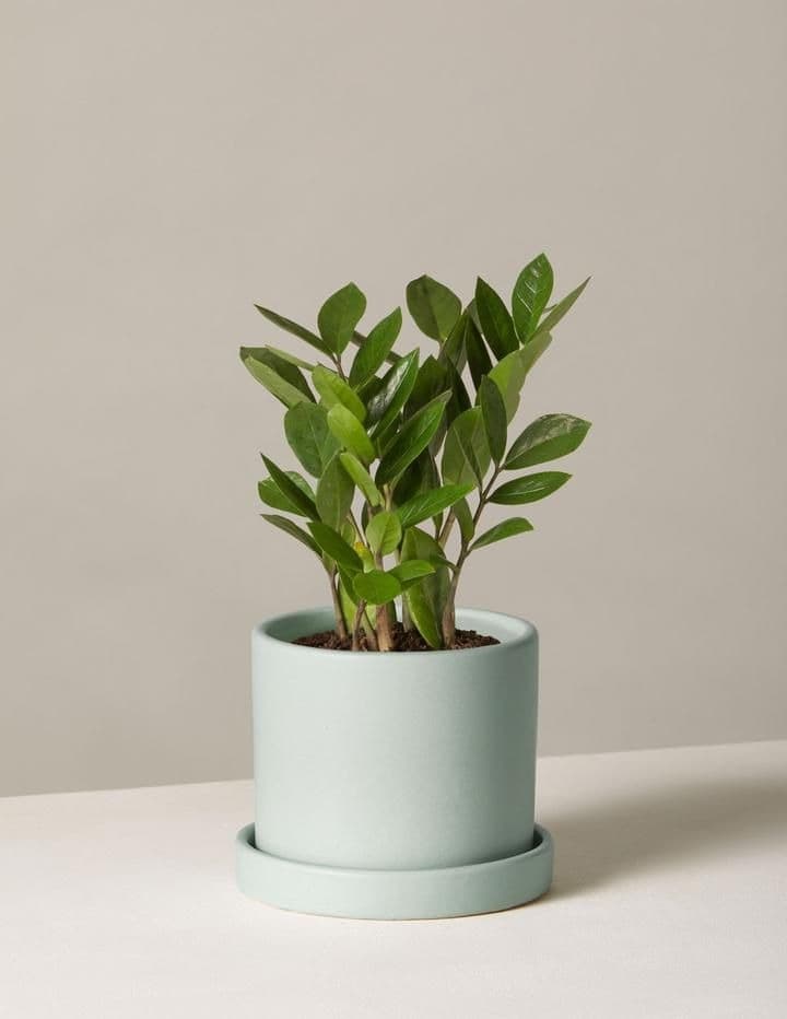ZZ Plant