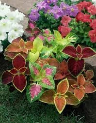 Coleus scutellarioides