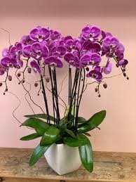 Pink Moth Orchid