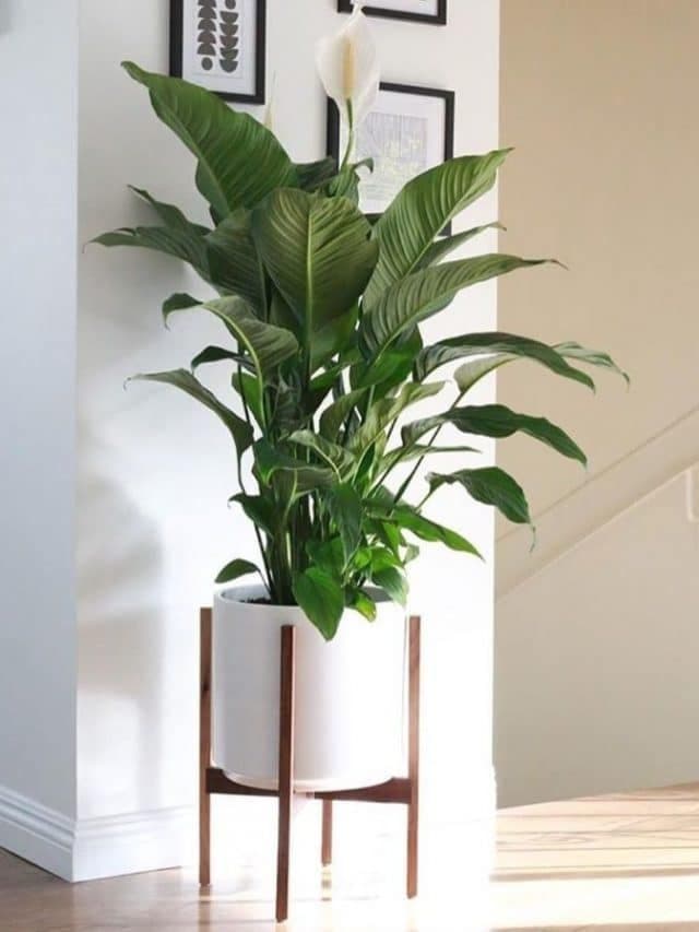Peace Lily