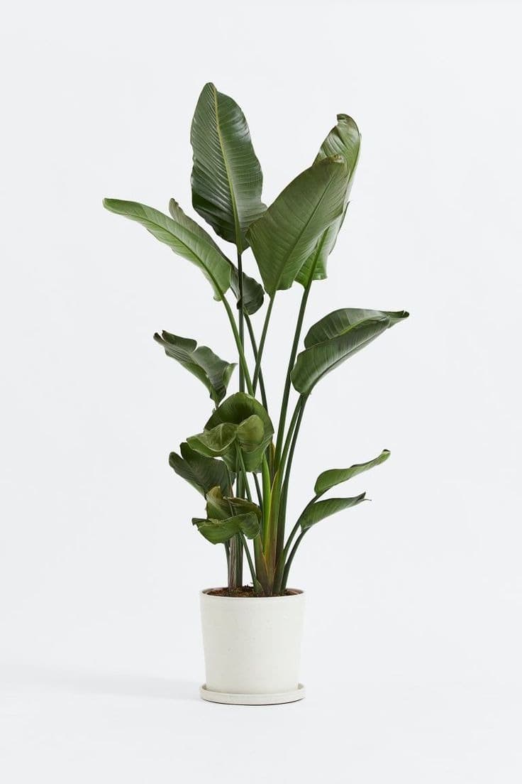 Bird of Paradise Plant
