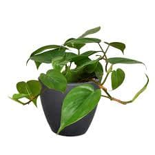 Heartleaf Philodendron