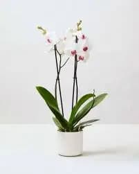 White Moth Orchid