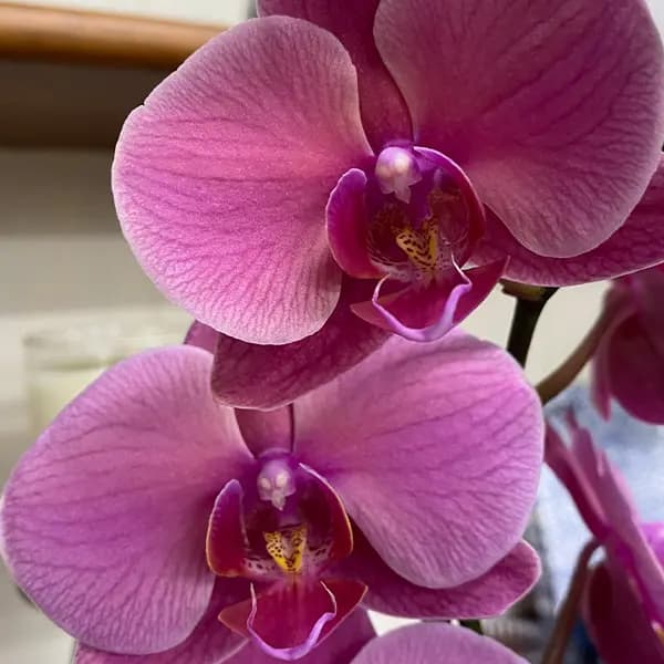Orchid-Phalaenopsis-Single-Stem-Large-Hot-Pink-P10OPHSHP-5.jpg.webp