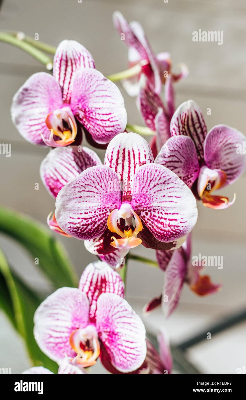 Variagated Moth Orchid