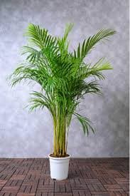 Areca Palm