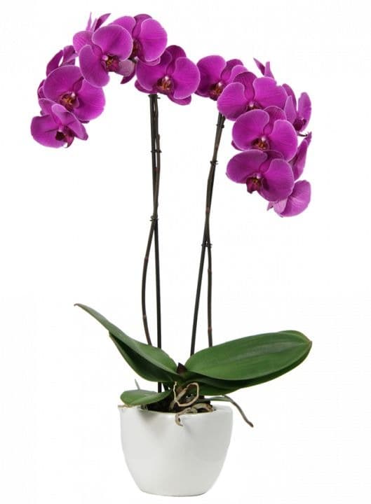 Pink Moth Orchid