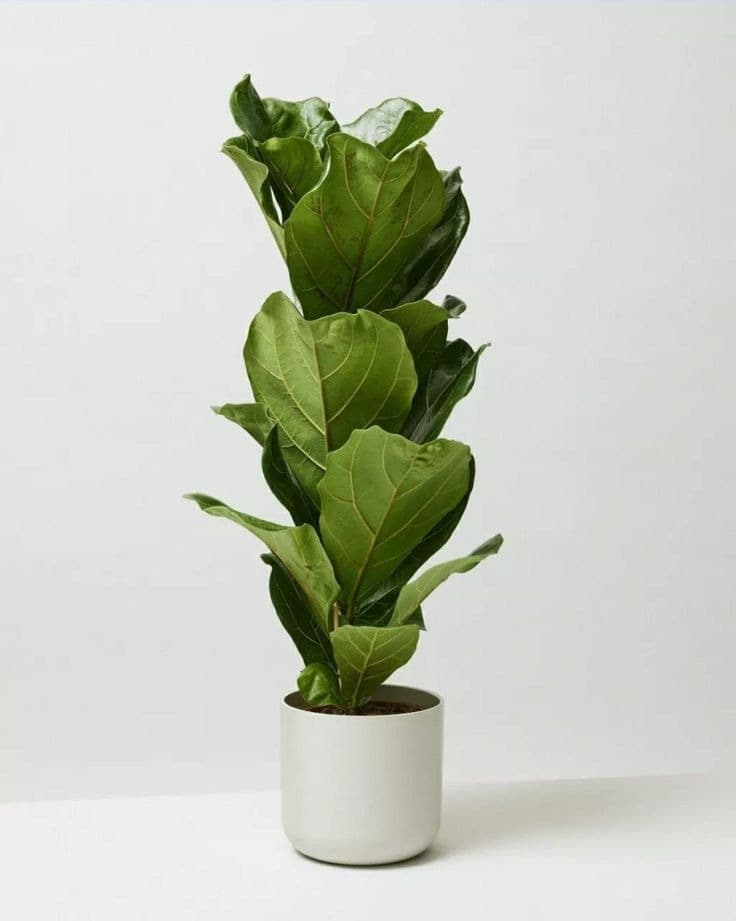Fiddle Leaf Fig