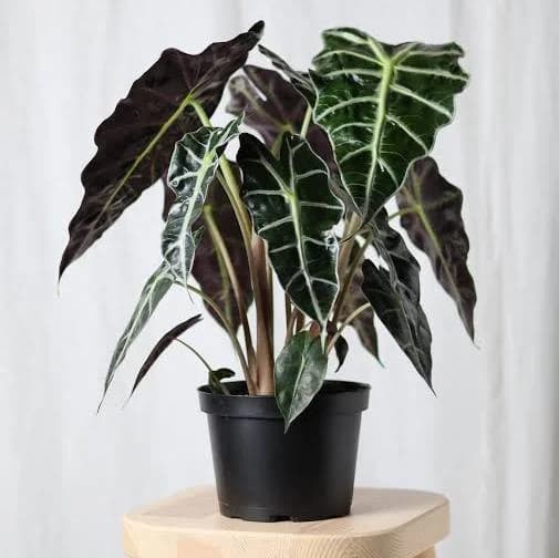 Calathea